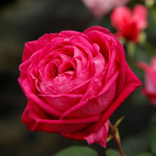 Rosa Freifrau Caroline® - roz - Trandafir copac cu trunchi înalt - cu flori tip trandafiri englezești - coroană tufiș
